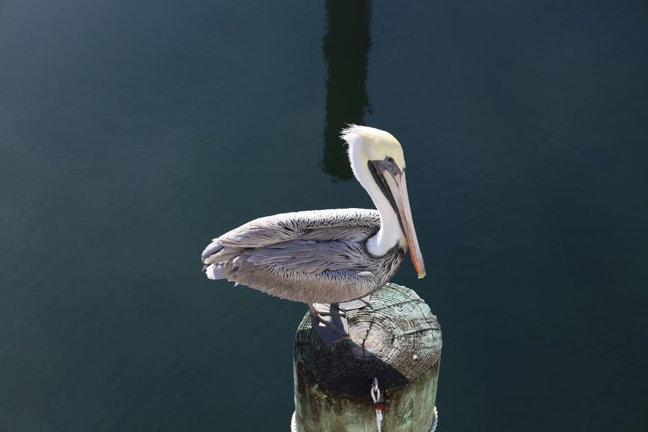 Pelican perched on a pier post in Key Largo, Florida